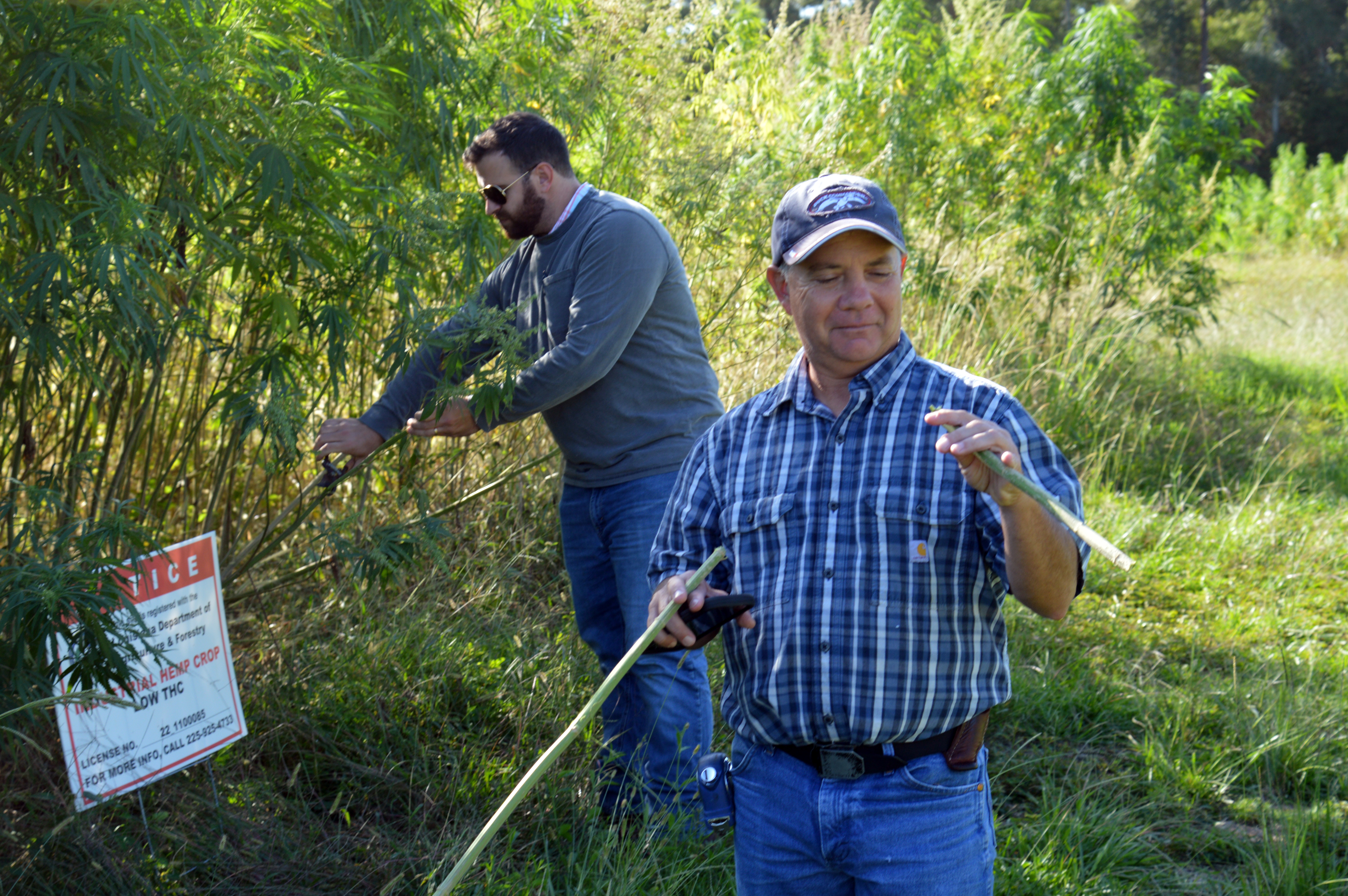 Researchers and a Handful of Farmers Team Up to Develop Industrial Hemp for Louisiana 